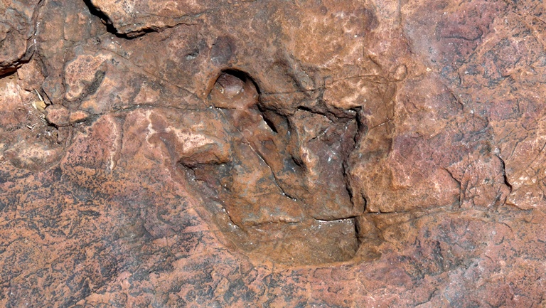 Große Dinosuars Tracks